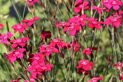 Heide-Nelke 'Brillant'