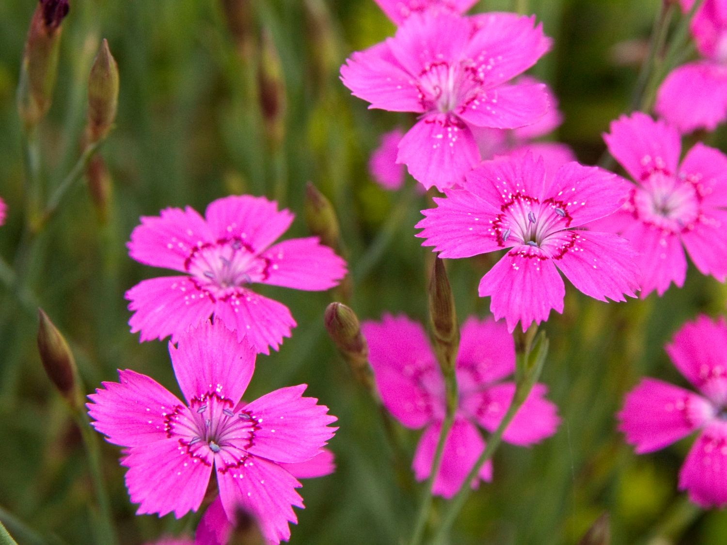 Heide-Nelke 'Roseus'
