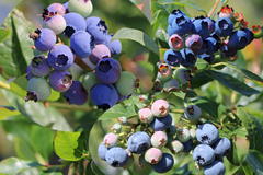 Heidelbeer-Drilling 'Earlyblue' ® / 'Denise Blue' / 'Elisabeth'