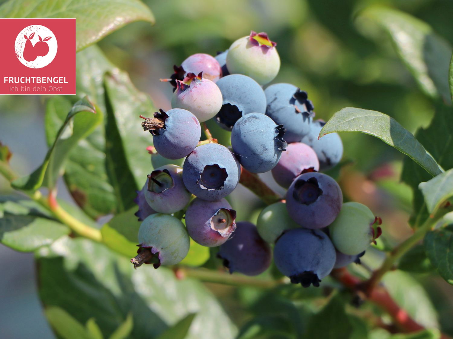 Heidelbeeren Baumschule Horstmann