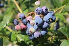 Heidelbeere 'Bluecrop'