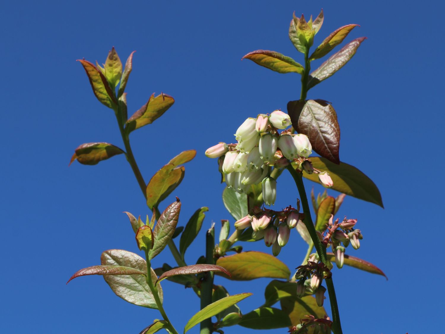 Heidelbeere 'Bluecrop' - Vaccinium corymbosum 'Bluecrop'