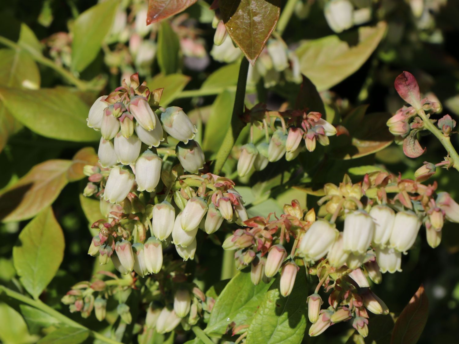 Heidelbeere 'Bluecrop' - Vaccinium corymbosum 'Bluecrop'