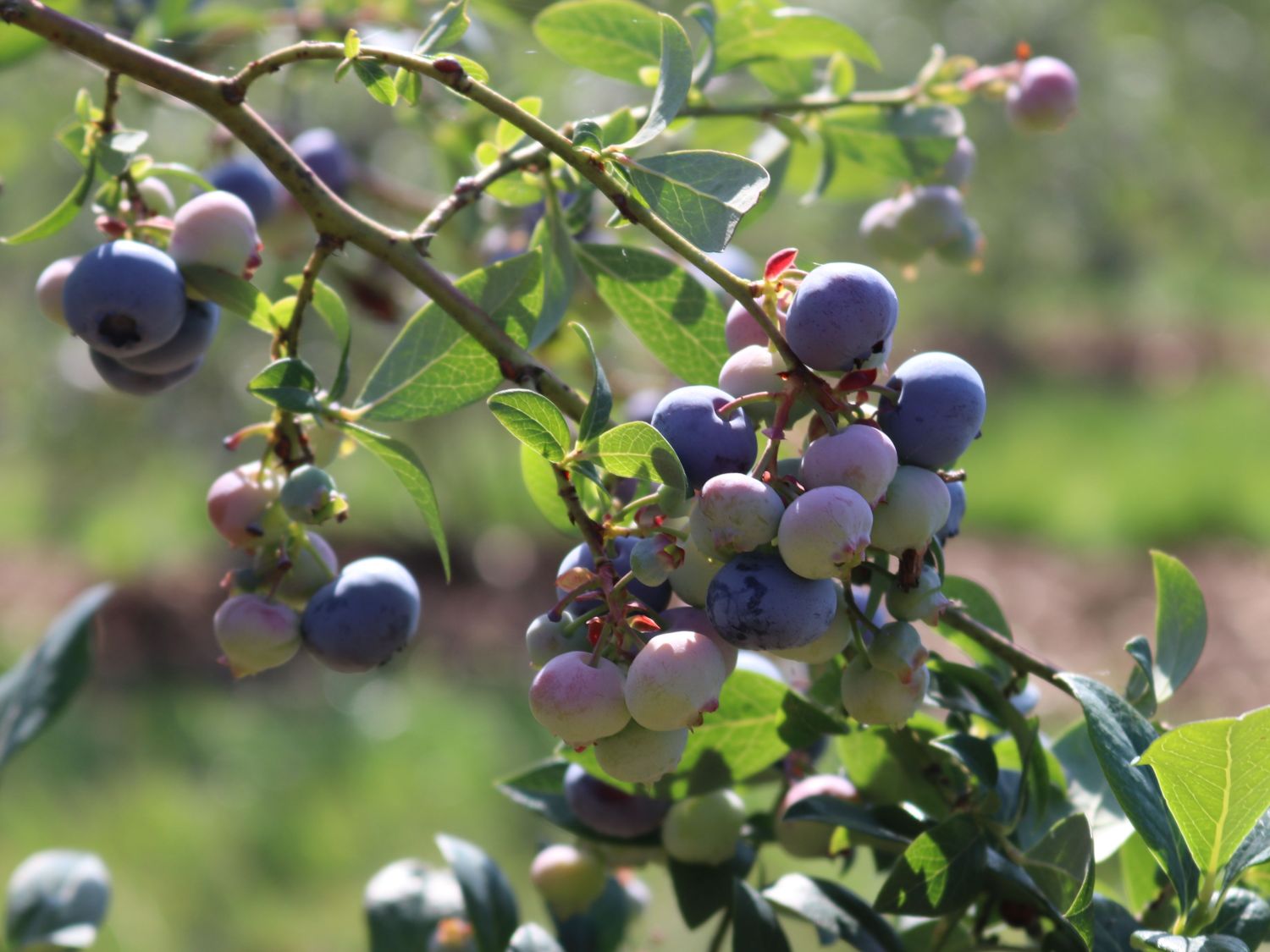 Heidelbeere 'Bluecrop' - Vaccinium corymbosum 'Bluecrop'