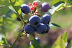 Heidelbeere 'Bluecrop' - Vaccinium corymbosum 'Bluecrop'