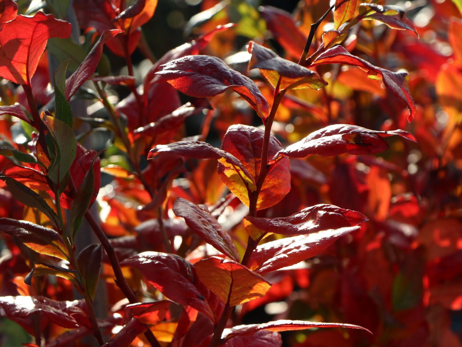 Heidelbeere 'Bluecrop' - Vaccinium corymbosum 'Bluecrop'