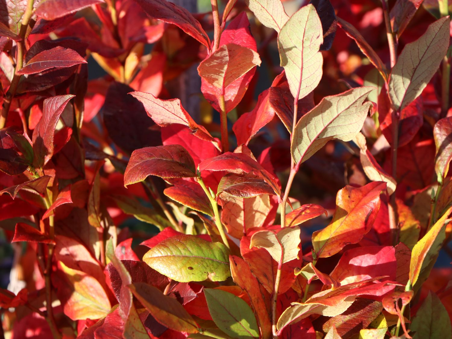Heidelbeere 'Bluecrop' - Vaccinium corymbosum 'Bluecrop'
