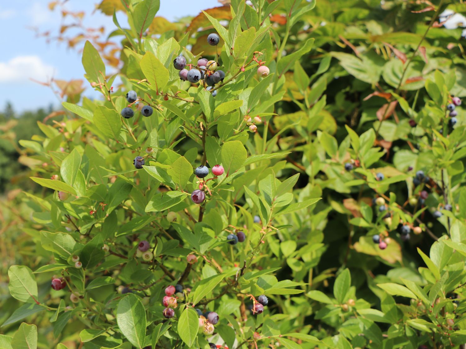 Heidelbeere 'Bluecrop' - Vaccinium corymbosum 'Bluecrop'