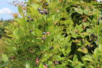 Heidelbeere 'Bluecrop' - Vaccinium corymbosum 'Bluecrop'