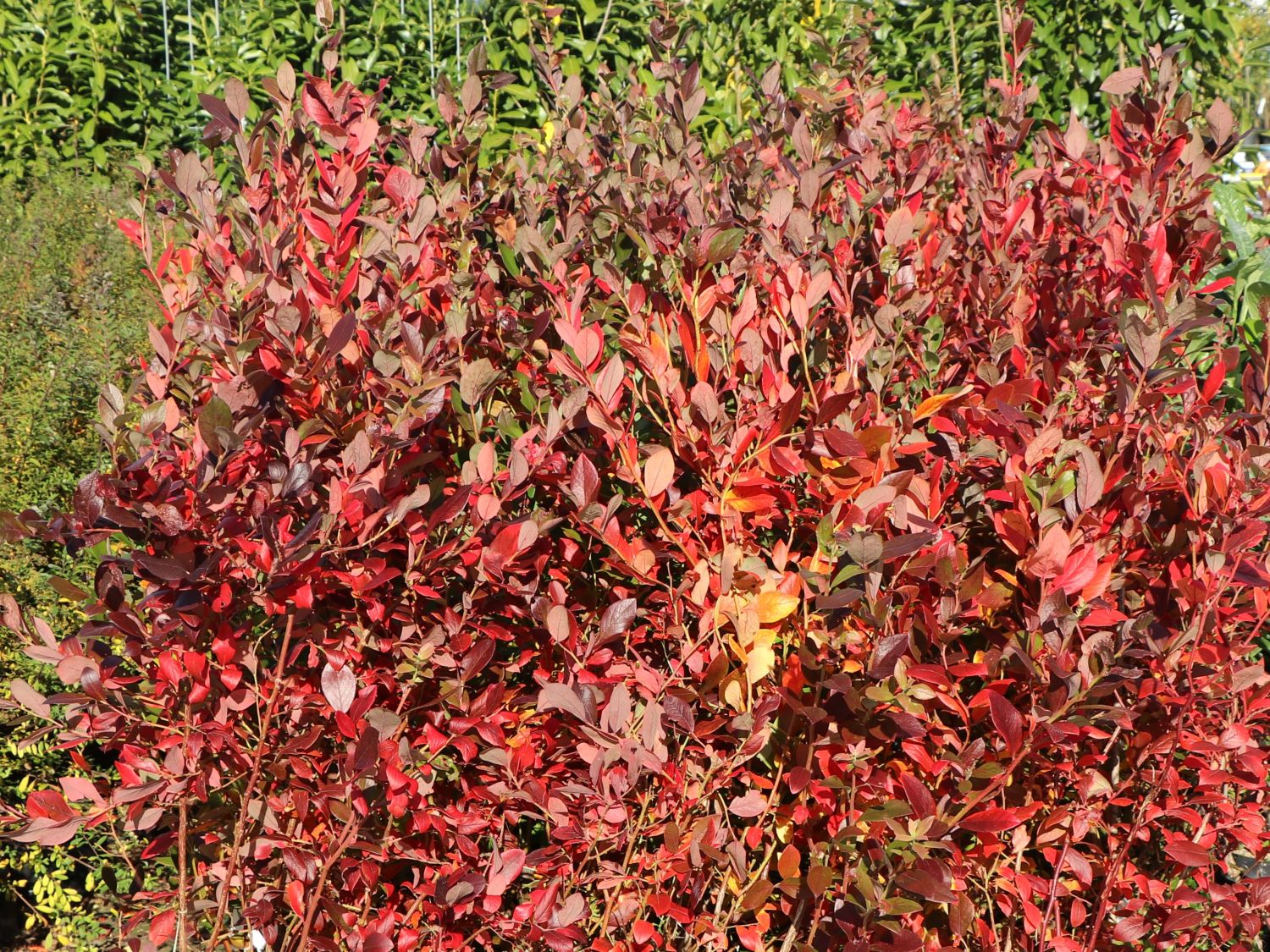 Heidelbeere 'Bluecrop' Vaccinium corymbosum 'Bluecrop' Baumschule