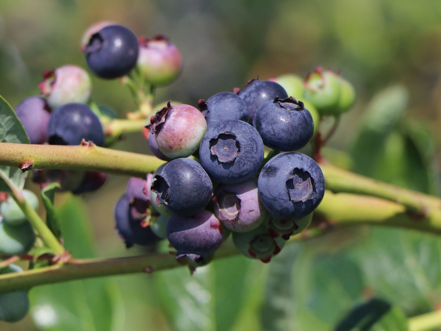 Heidelbeere 'Blueroma' ®