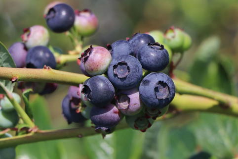 Heidelbeere 'Blueroma' ® - Vaccinium corymbosum 'Blueroma' ®