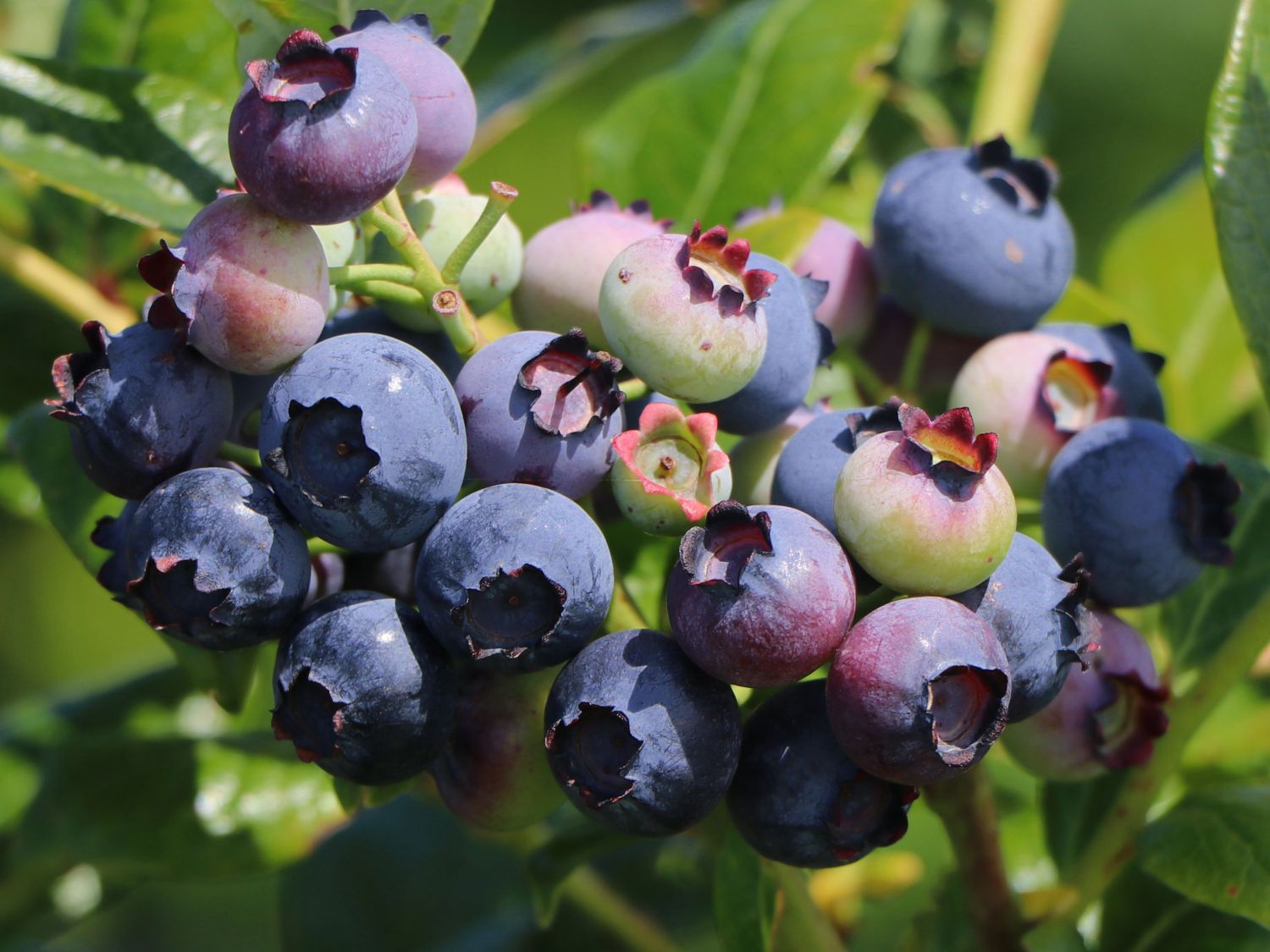 Heidelbeere BRAZEL BERRY ® 'Perpetua'