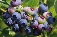Heidelbeere BRAZEL BERRY ® 'Perpetua'