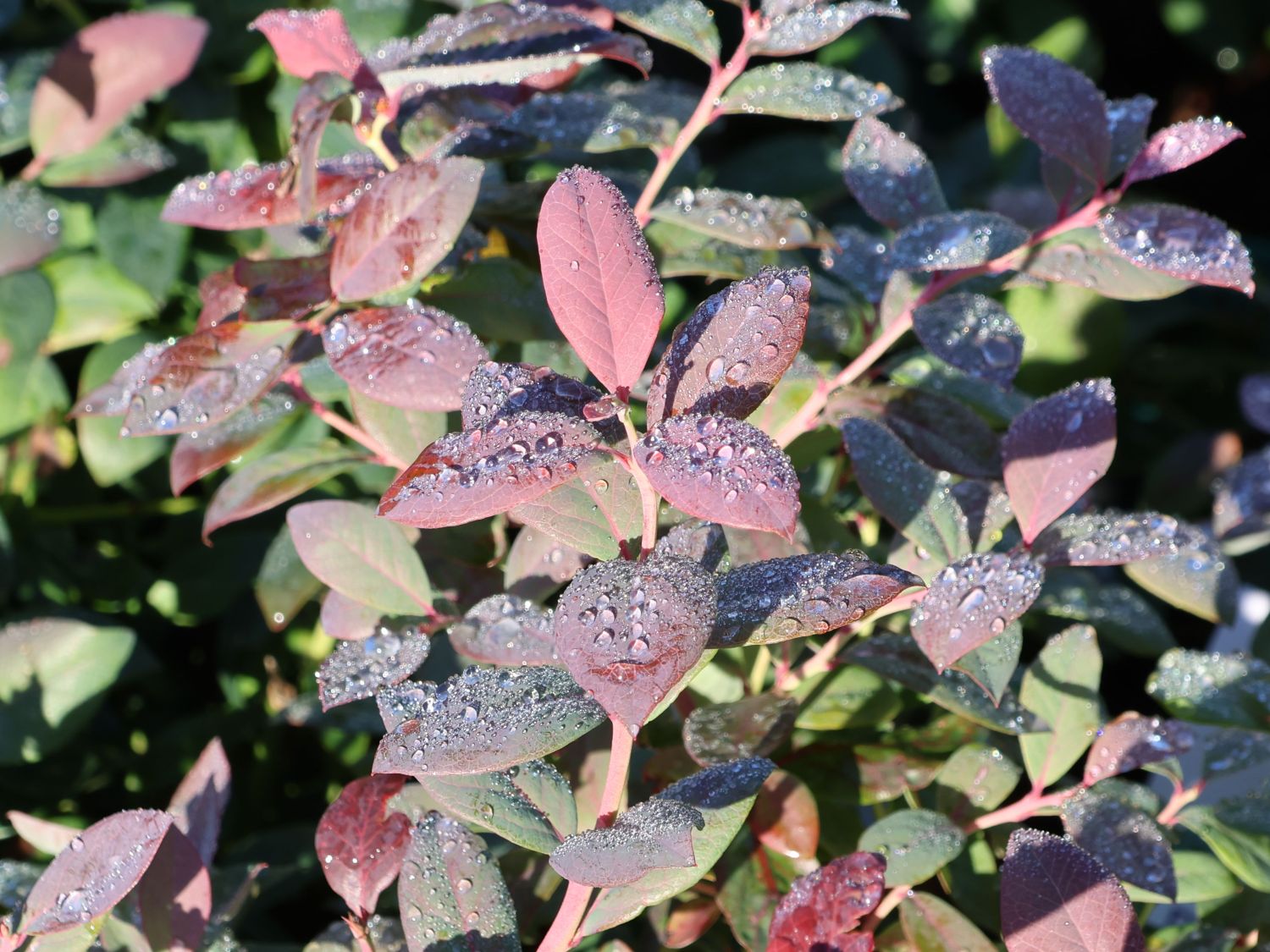 Heidelbeere BRAZEL BERRY ® 'PINK BREEZE' ® - Vaccinium angustifolium BRAZEL BERRY ® 'PINK BREEZE' ®