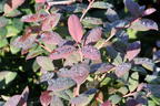 Heidelbeere BRAZEL BERRY ® 'PINK BREEZE' ® - Vaccinium angustifolium BRAZEL BERRY ® 'PINK BREEZE' ®