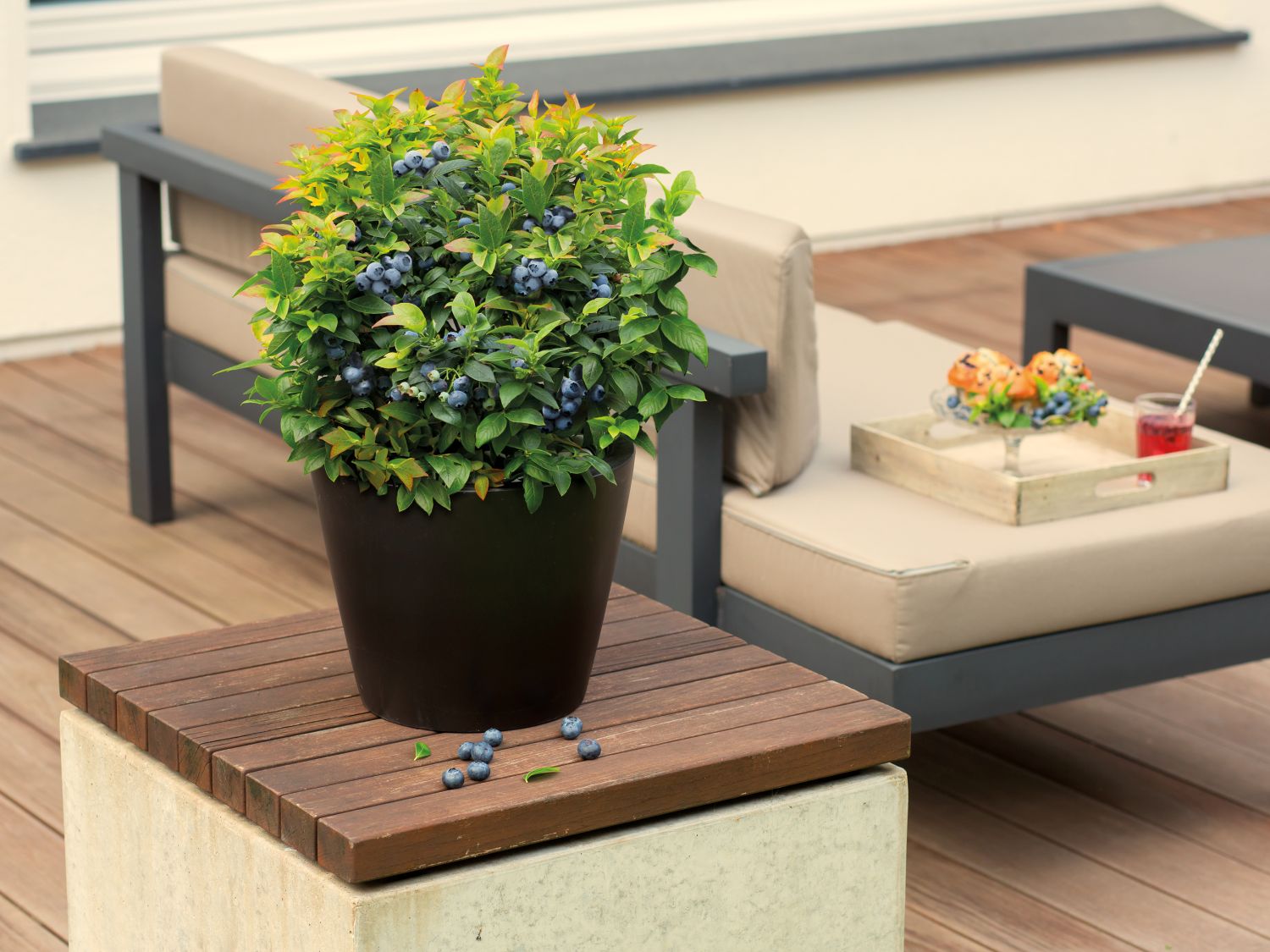 Heidelbeere BRAZEL BERRY ® 'JELLY BEAN' ®