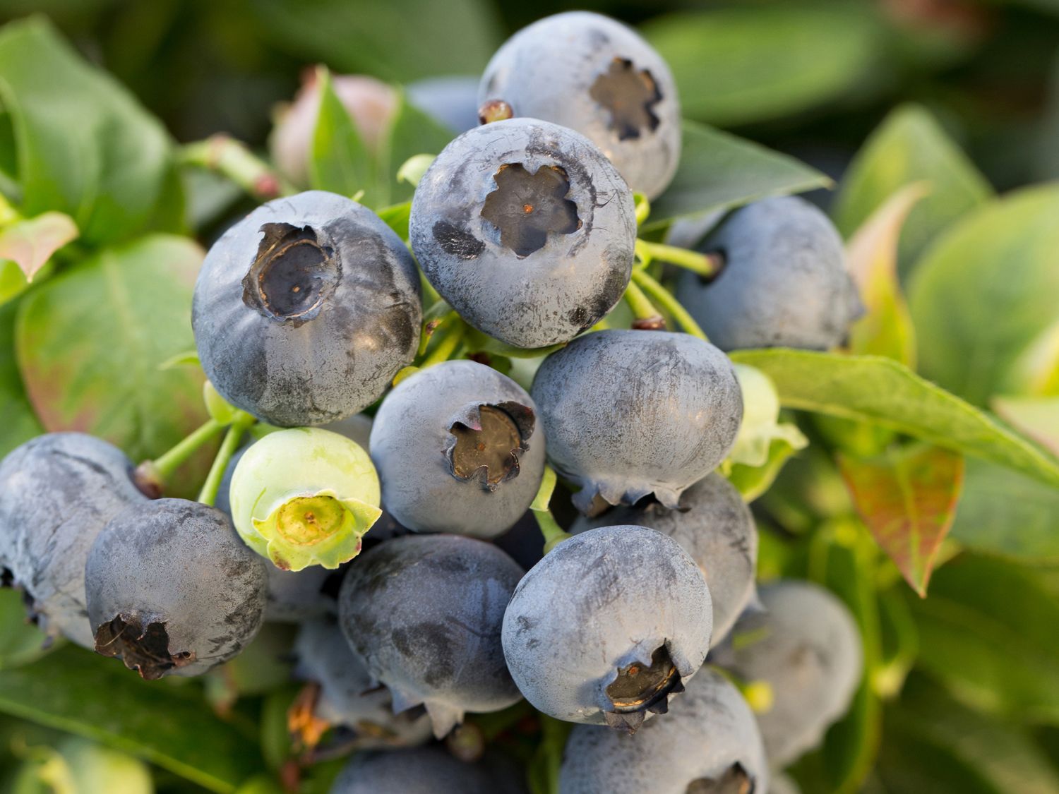 Heidelbeere BRAZEL BERRY ® 'JELLY BEAN' ® - Vaccinium corymbosum BRAZEL BERRY ® 'JELLY BEAN' ®