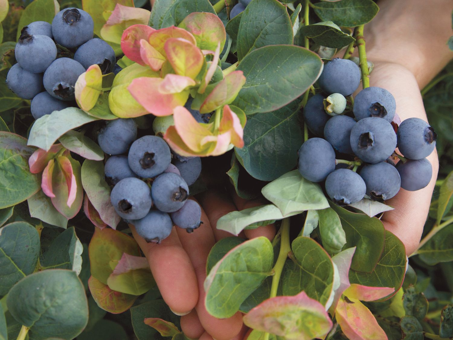 Heidelbeere BRAZEL BERRY ® 'PEACH SORBET' ® - Vaccinium corymbosum BRAZEL BERRY ® 'PEACH SORBET' ®