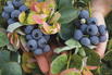 Heidelbeere BRAZEL BERRY ® 'PEACH SORBET' ® - Vaccinium corymbosum BRAZEL BERRY ® 'PEACH SORBET' ®