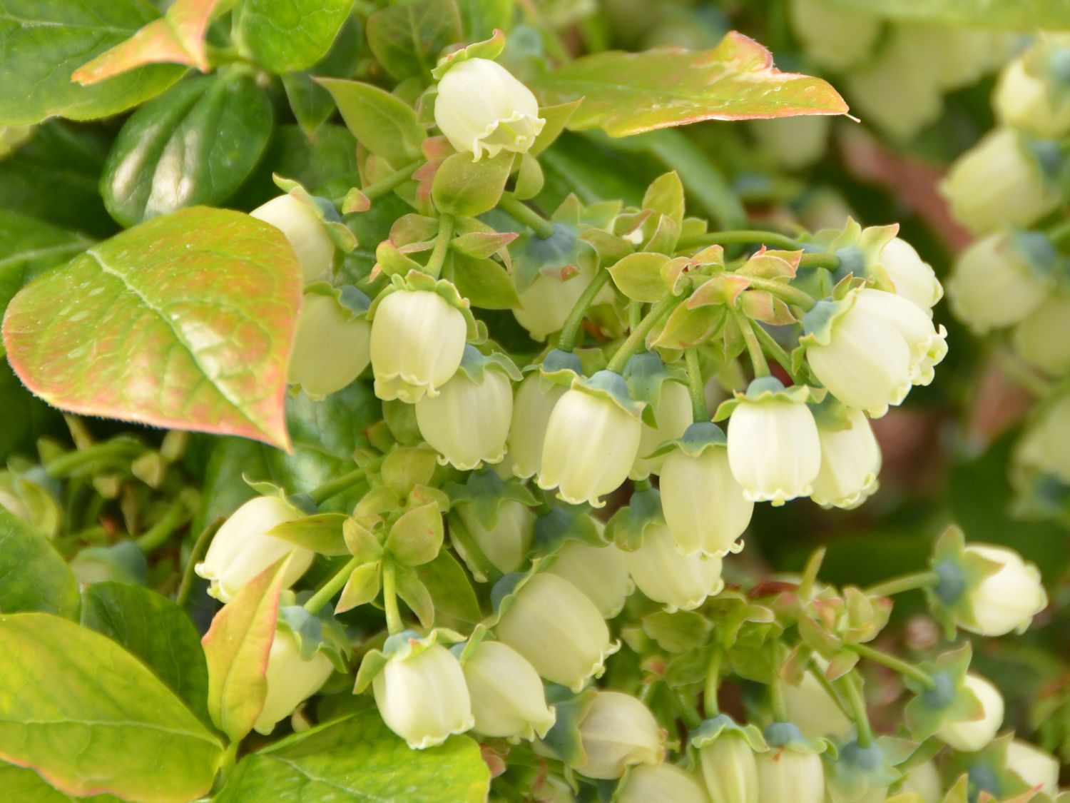 Heidelbeere BRAZEL BERRY ® 'PEACH SORBET' ® - Vaccinium corymbosum BRAZEL BERRY ® 'PEACH SORBET' ®