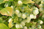 Heidelbeere BRAZEL BERRY ® 'PEACH SORBET' ® - Vaccinium corymbosum BRAZEL BERRY ® 'PEACH SORBET' ®