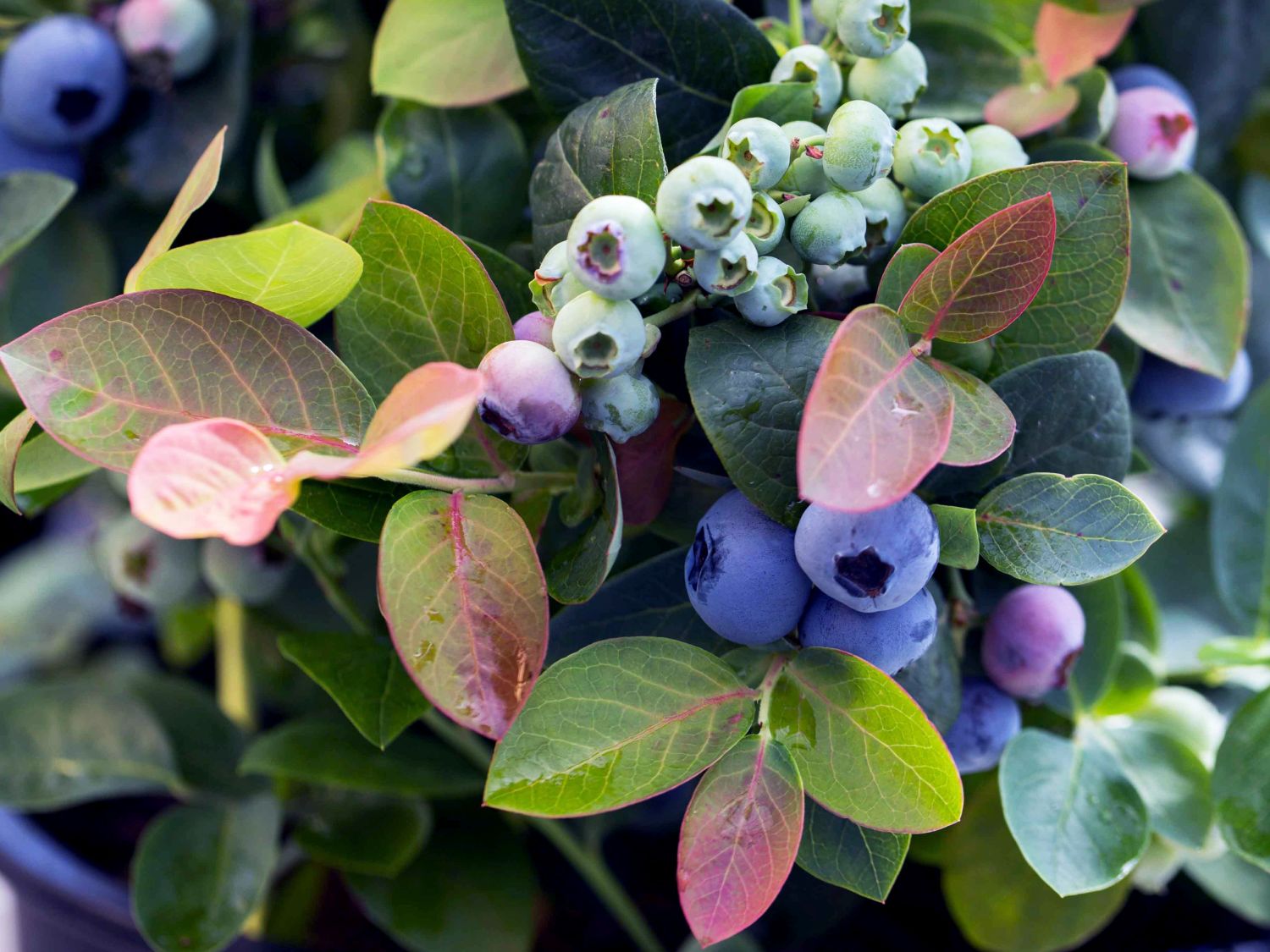 Heidelbeere BRAZEL BERRY ® 'PEACH SORBET' ® - Vaccinium corymbosum BRAZEL BERRY ® 'PEACH SORBET' ®