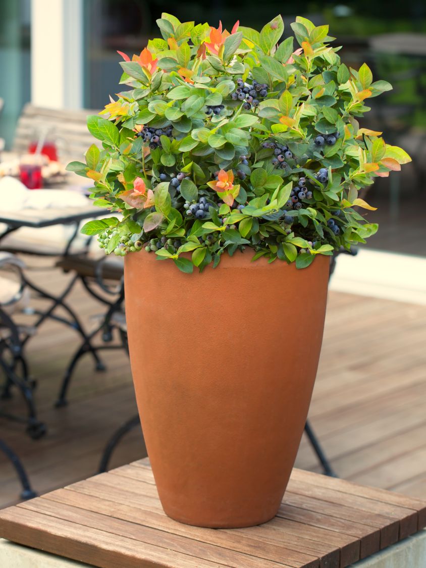 Heidelbeere BRAZEL BERRY ® 'PEACH SORBET' ® - Vaccinium corymbosum BRAZEL BERRY ® 'PEACH SORBET' ®