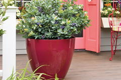 Heidelbeere BrazelBerry ® 'Pink Breeze' ®