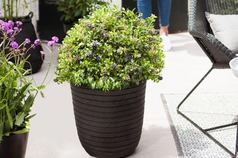 Heidelbeere BRAZEL BERRY ® 'Berrybux' ® - Vaccinium angustifolium BRAZEL BERRY ® 'Berrybux' ®