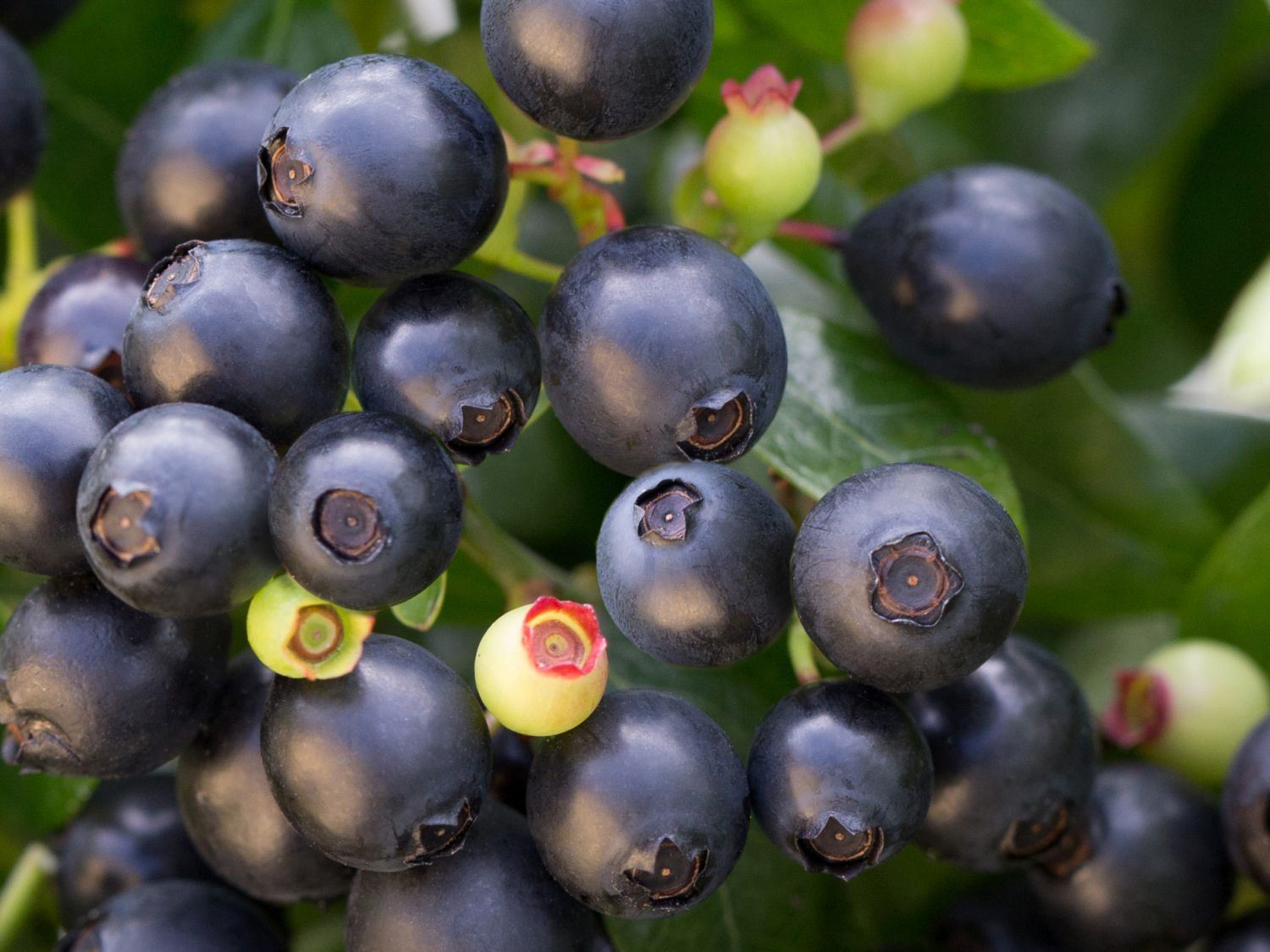 Heidelbeere BRAZEL BERRY ® 'Berrybux' ® - Vaccinium angustifolium BRAZEL BERRY ® 'Berrybux' ®