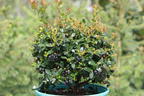 Heidelbeere BRAZEL BERRY ® 'Berrybux' ® - Vaccinium angustifolium BRAZEL BERRY ® 'Berrybux' ®