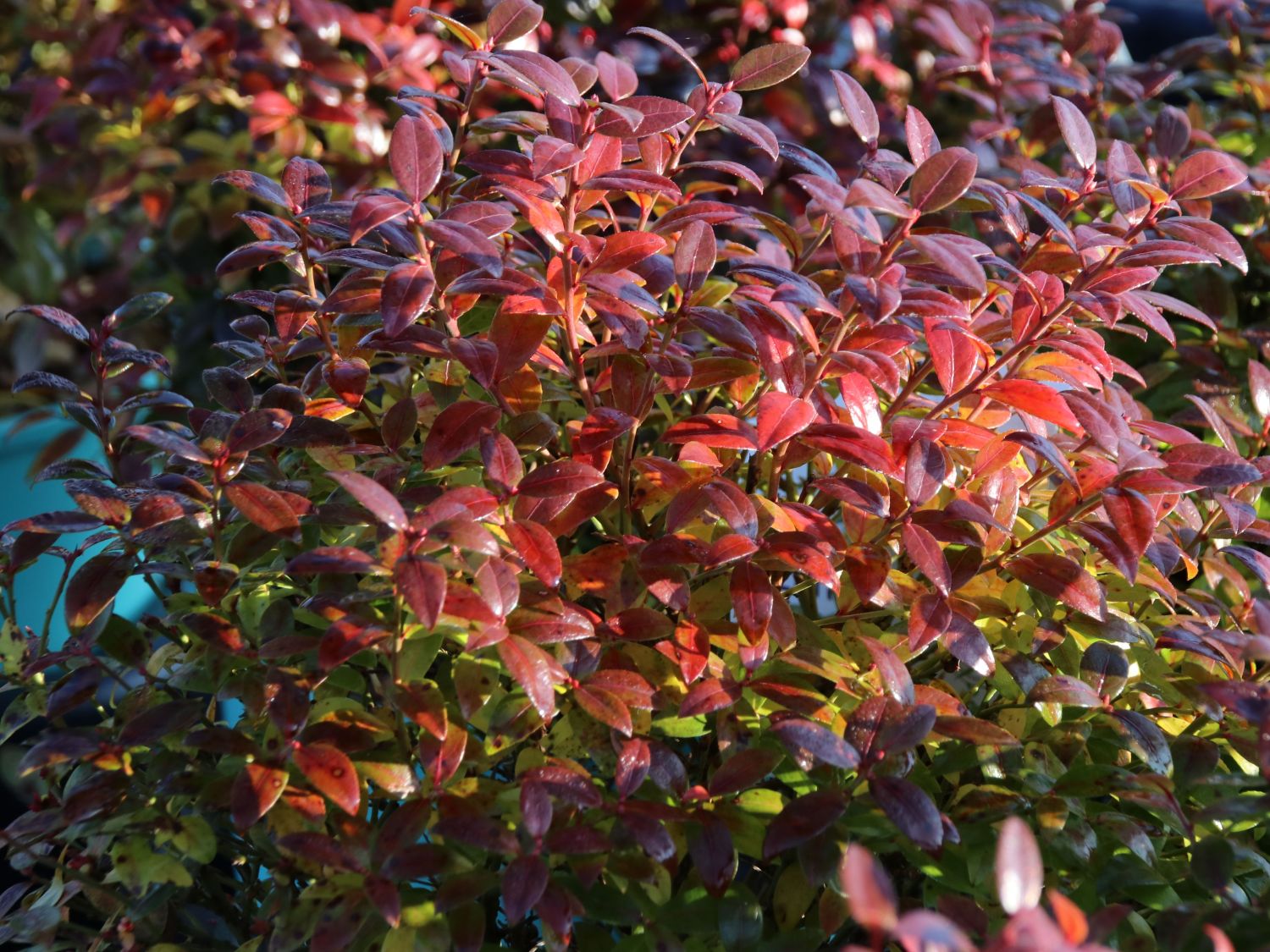 Heidelbeere BRAZEL BERRY ® 'Berrybux' ® - Vaccinium angustifolium BRAZEL BERRY ® 'Berrybux' ®