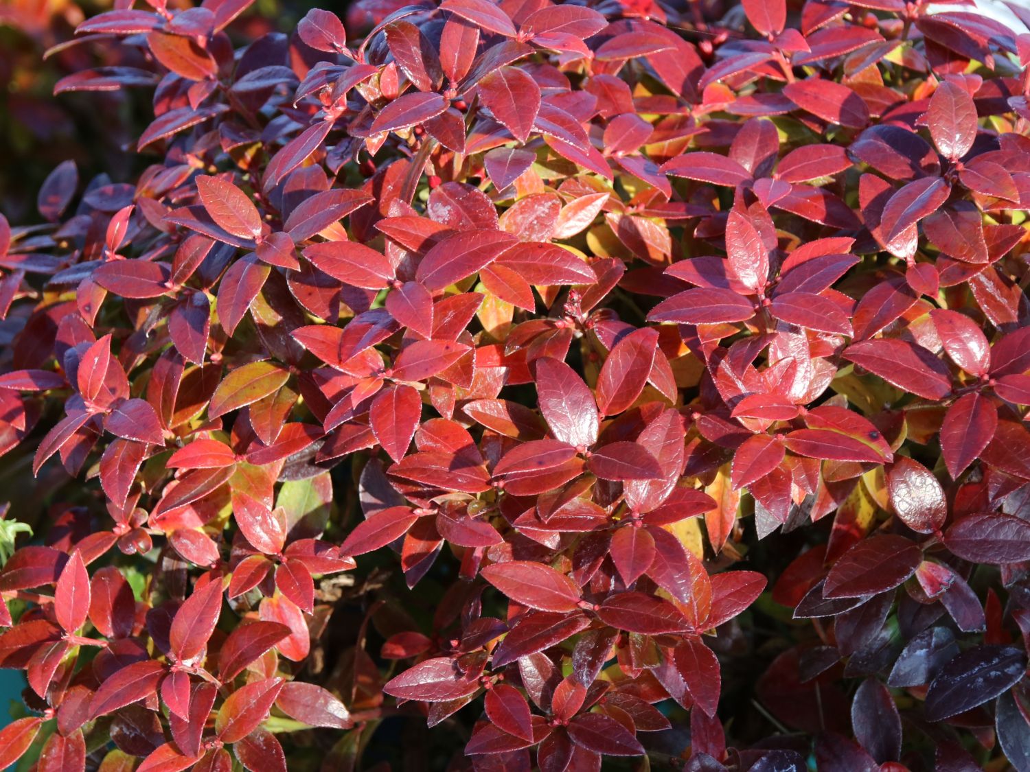 Heidelbeere BRAZEL BERRY ® 'Berrybux' ® - Vaccinium angustifolium BRAZEL BERRY ® 'Berrybux' ®