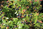 Heidelbeere BRAZEL BERRY ® 'Berrybux' ® - Vaccinium angustifolium BRAZEL BERRY ® 'Berrybux' ®