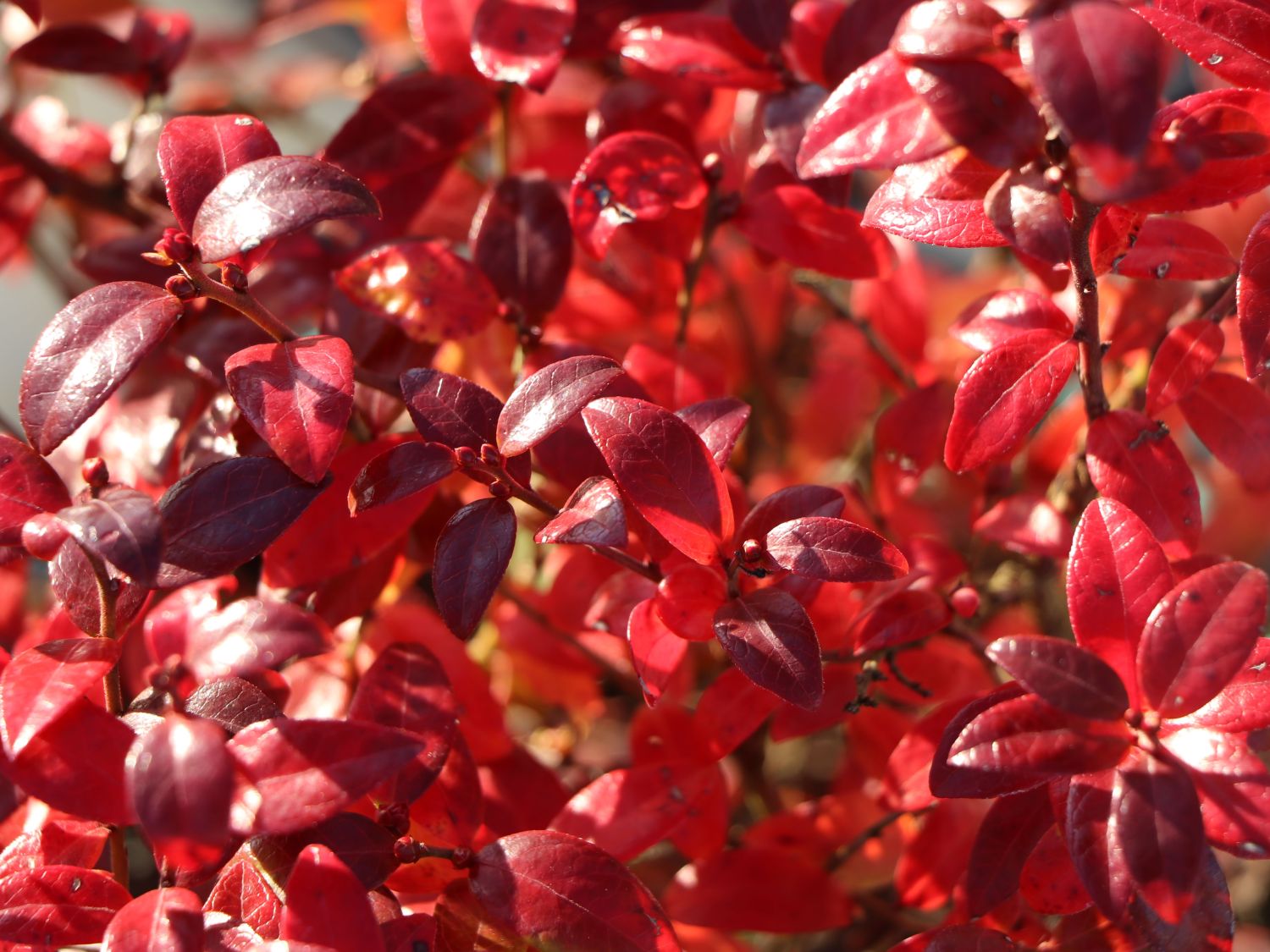 Heidelbeere BRAZEL BERRY ® 'Berrybux' ® - Vaccinium angustifolium BRAZEL BERRY ® 'Berrybux' ®