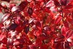Heidelbeere BRAZEL BERRY ® 'Berrybux' ® - Vaccinium angustifolium BRAZEL BERRY ® 'Berrybux' ®