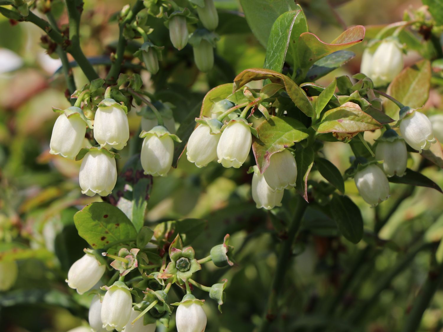 Heidelbeere BRAZEL BERRY ® 'JELLY BEAN' ® - Vaccinium corymbosum BRAZEL BERRY ® 'JELLY BEAN' ®