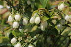 Heidelbeere BRAZEL BERRY ® 'JELLY BEAN' ® - Vaccinium corymbosum BRAZEL BERRY ® 'JELLY BEAN' ®