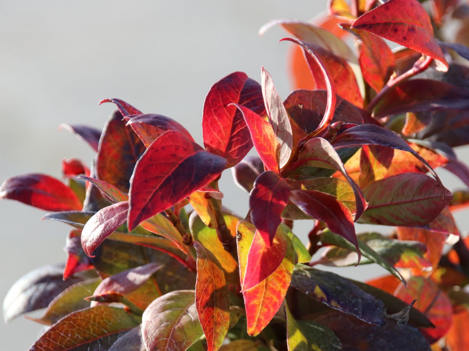 Heidelbeere BRAZEL BERRY ® 'JELLY BEAN' ® - Vaccinium corymbosum BRAZEL BERRY ® 'JELLY BEAN' ®