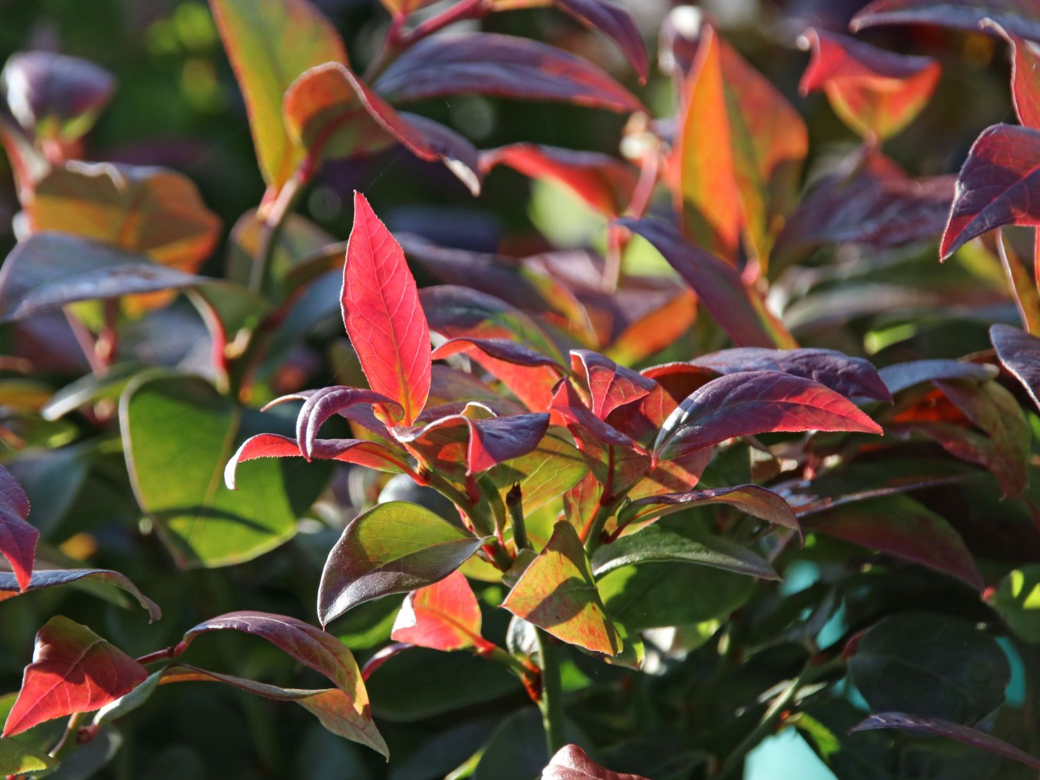 Heidelbeere BRAZEL BERRY ® 'JELLY BEAN' ® - Vaccinium corymbosum BRAZEL BERRY ® 'JELLY BEAN' ®