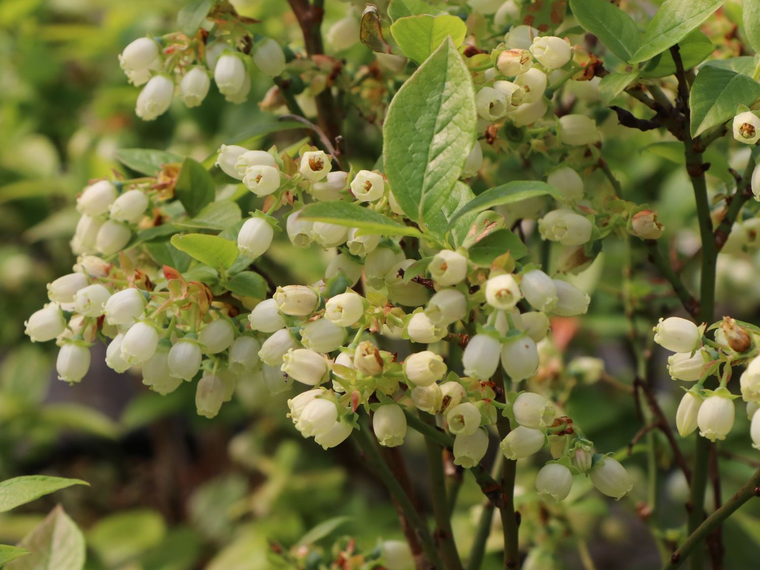 Heidelbeere BRAZEL BERRY ® 'JELLY BEAN' ® - Vaccinium corymbosum BRAZEL BERRY ® 'JELLY BEAN' ®
