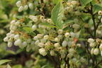 Heidelbeere BRAZEL BERRY ® 'JELLY BEAN' ® - Vaccinium corymbosum BRAZEL BERRY ® 'JELLY BEAN' ®