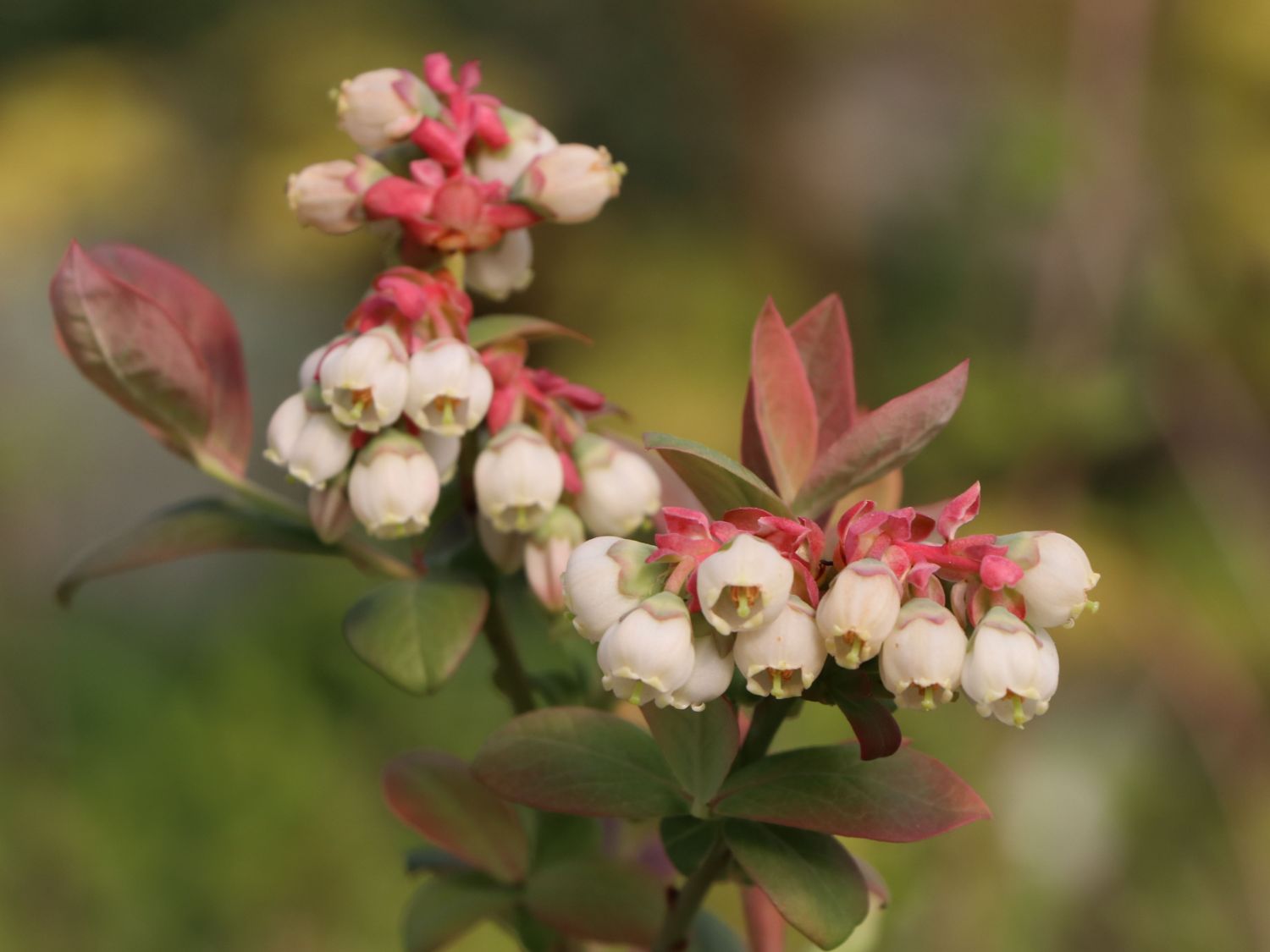 Heidelbeere BRAZEL BERRY ® 'PEACH SORBET' ® - Vaccinium corymbosum BRAZEL BERRY ® 'PEACH SORBET' ®