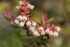 Heidelbeere BRAZEL BERRY ® 'PEACH SORBET' ® - Vaccinium corymbosum BRAZEL BERRY ® 'PEACH SORBET' ®