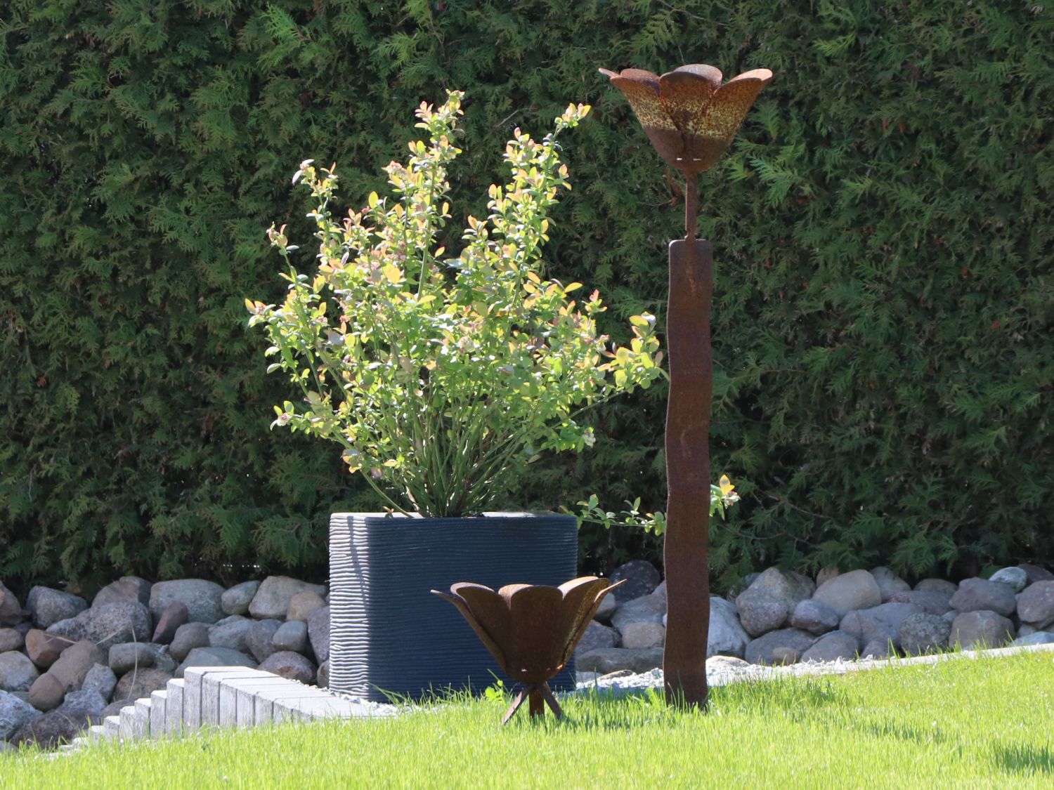 Heidelbeere BRAZEL BERRY ® 'PEACH SORBET' ® - Vaccinium corymbosum BRAZEL BERRY ® 'PEACH SORBET' ®