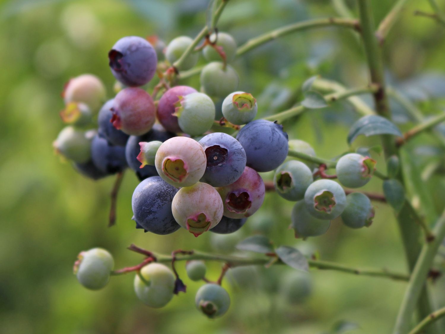 Heidelbeere BRAZEL BERRY ® 'PINK BREEZE' ® - Vaccinium angustifolium BRAZEL BERRY ® 'PINK BREEZE' ®