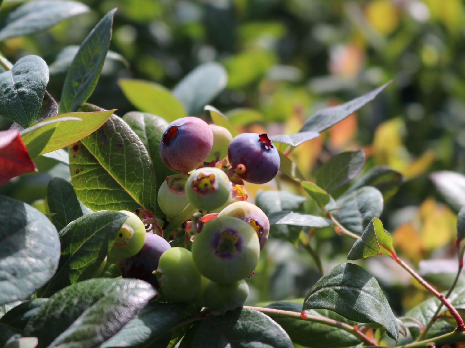 Heidelbeere BRAZEL BERRY ® 'PINK BREEZE' ® - Vaccinium angustifolium BRAZEL BERRY ® 'PINK BREEZE' ®