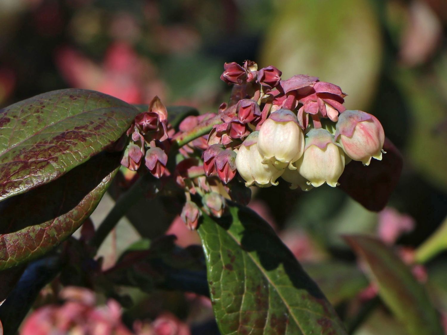Heidelbeere BRAZEL BERRY ® 'PINK BREEZE' ® - Vaccinium angustifolium BRAZEL BERRY ® 'PINK BREEZE' ®