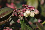 Heidelbeere BRAZEL BERRY ® 'PINK BREEZE' ® - Vaccinium angustifolium BRAZEL BERRY ® 'PINK BREEZE' ®